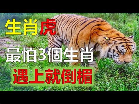 屬虎禁忌喪事|属虎都有哪些禁忌的事情